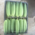 Suntoday green vegetable power hybrid F1 Plantador orgánico para semillas de pepino de invernadero